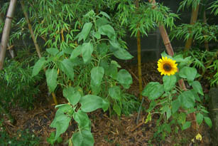 hima07181.jpg