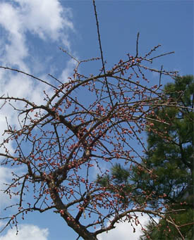 ume1.jpg