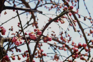 ume3.jpg
