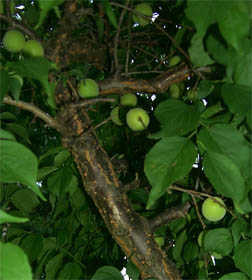 umeplum1.jpg
