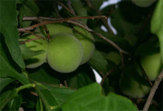 umeplum2.jpg