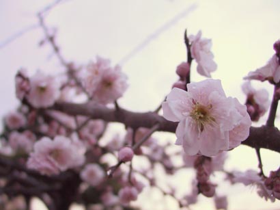 ume4151.jpg