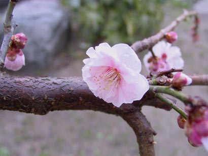 ume4153.jpg