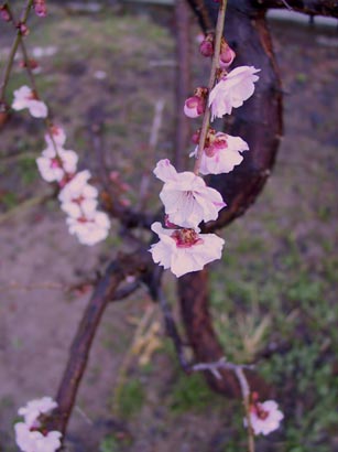 ume4156.jpg
