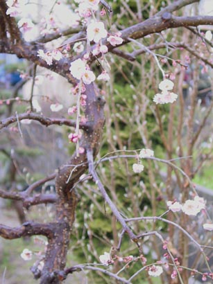 ume4157.jpg