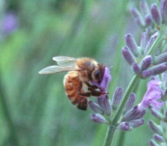 bee.jpg