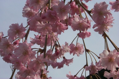 sakura.jpg