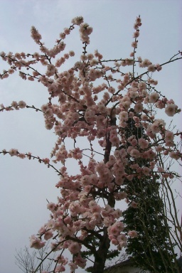 ume.jpg