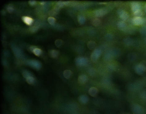 baumi1up.jpg