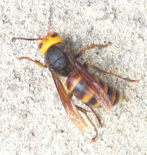 bee1.jpg