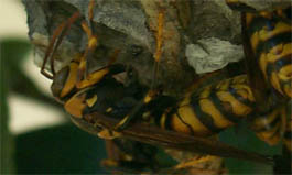 bee2.jpg