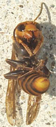 bee3.jpg