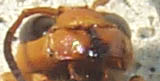 beeface3.jpg
