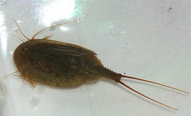 kabutoebi.jpg