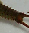kabutoo.jpg