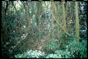 mangrove.jpg